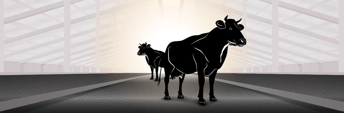 Grafische Darstellung eines Stalls. In der Mitte stehen zwei Kühe.