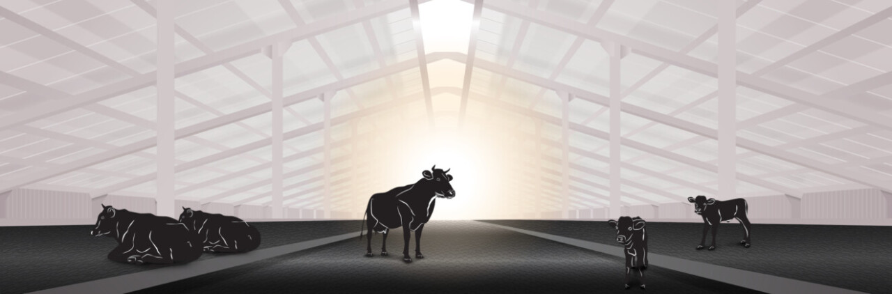 grafische Darstellung eines Stalls. In der Mitte steht eine Kuh, an den Rändern liegen Kühe und Kälber.
